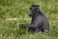 Crested Macaque