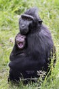 Crested Macaque