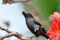Crested Myna on Cotton tree Royalty Free Stock Photo