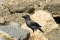 Crested Myna Is Standing Still On The Rock, Its Black Feathers Are Shining Under The Sunlight.