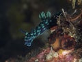 Crested nembrotha Royalty Free Stock Photo