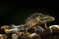 Crested newt amphibian underwater Royalty Free Stock Photo