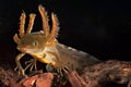 Crested newt tadpole water salamander amphibian Royalty Free Stock Photo