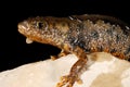 Crested newt Triturus cristatus near Valliguieres, France