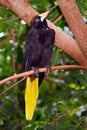 Crested Oropendola Royalty Free Stock Photo