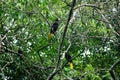 Two Crested Oropendola at Asa Wright In Trinidad and Tobago