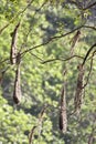 Crested Oropendola, Psarocolius decumanus, nests in Panama