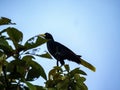 The Crested Oropendola, Psarocolius decumanus, sits high in a tree and observes the surroundings. Colombia