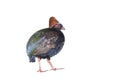 CRESTED PARTRIDGE, Galerida cristata Royalty Free Stock Photo