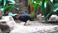 Crested partridge. Nature wildlife of crested partridge or Rollulus rouloul, also known as the crested wood partridge