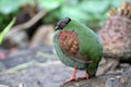 The crested partridge Rollulus rouloul