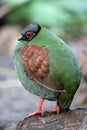 The crested partridge Rollulus rouloul