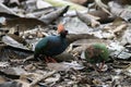 A crested partridge Rollulus rouloul also known as the crested wood partridge, roul-rou Royalty Free Stock Photo