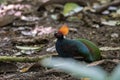 A crested partridge Rollulus rouloul also known as the crested wood partridge, roul-rou Royalty Free Stock Photo