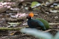 A crested partridge Rollulus rouloul also known as the crested wood partridge, roul-rou