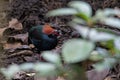 A crested partridge Rollulus rouloul also known as the crested wood partridge, roul-rou Royalty Free Stock Photo