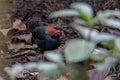 A crested partridge Rollulus rouloul also known as the crested wood partridge, roul-rou