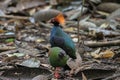 A crested partridge Rollulus rouloul also known as the crested wood partridge, roul-rou