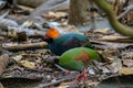 A crested partridge Rollulus rouloul also known as the crested wood partridge, roul-rou