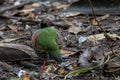 A crested partridge Rollulus rouloul also known as the crested wood partridge, roul-rou Royalty Free Stock Photo