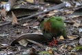 A crested partridge Rollulus rouloul also known as the crested wood partridge, roul-rou Royalty Free Stock Photo