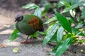 The crested partridge, Rollulus rouloul, also known as the crested wood partridge, roul-roul, red-crowned wood partridge, green