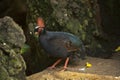 Crested partridge Rollulus rouloul. Royalty Free Stock Photo