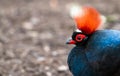 Crested partridge Rollulus rouloul close up