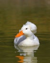 Crested Pekin Duck Royalty Free Stock Photo