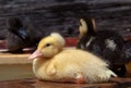 Pekin Duckling Resting on a Board