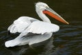 Crested pelican