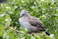Crested pigeon Royalty Free Stock Photo