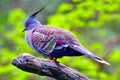 Crested pigeon