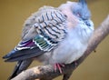 Crested pigeon