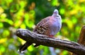 Crested pigeon