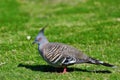 Crested Pigeon - Australian Bird Royalty Free Stock Photo