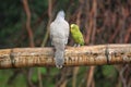 Crested pigeon and budgerigar