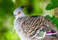 Crested Pigeon --- Crown Royalty Free Stock Photo