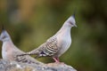 Crested pigeon Royalty Free Stock Photo