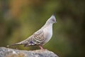 Crested pigeon