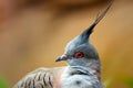 Funny looking crested pigeon in profile view