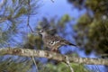 Crested Pigeon, geophaps lophotes, Adult standing on Branch, Australia Royalty Free Stock Photo