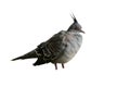 Crested pigeon, Geophaps lophotes Royalty Free Stock Photo