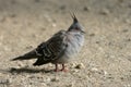 Crested pigeon, Geophaps lophotes Royalty Free Stock Photo