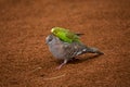 Crested Pigeon Ocyphaps lophotes and Budgerigar Melopsittacus undulatus. Royalty Free Stock Photo