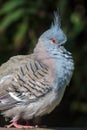 Crested pigeon (Ocyphaps lophotes) Royalty Free Stock Photo