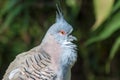 Crested pigeon (Ocyphaps lophotes) Royalty Free Stock Photo