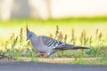 Crested pigeon (Ocyphaps lophotes) colorful medium sized bird, animal stands on the grass in the park Royalty Free Stock Photo