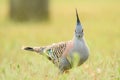 Crested pigeon (Ocyphaps lophotes) colorful medium sized bird, animal stands on the grass Royalty Free Stock Photo