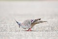 Crested pigeon (Ocyphaps lophotes) colorful medium sized bird, animal stands on the sidewalk Royalty Free Stock Photo